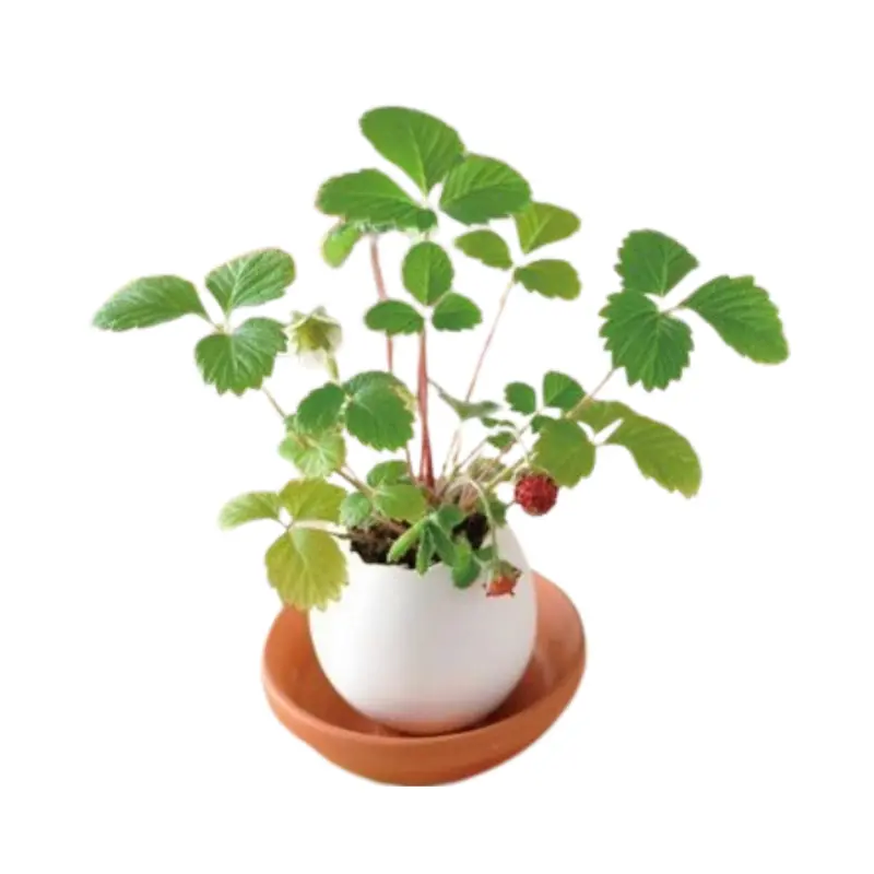 Small Egg Shell Potted Plant (Deliver in 4-6 weeks)