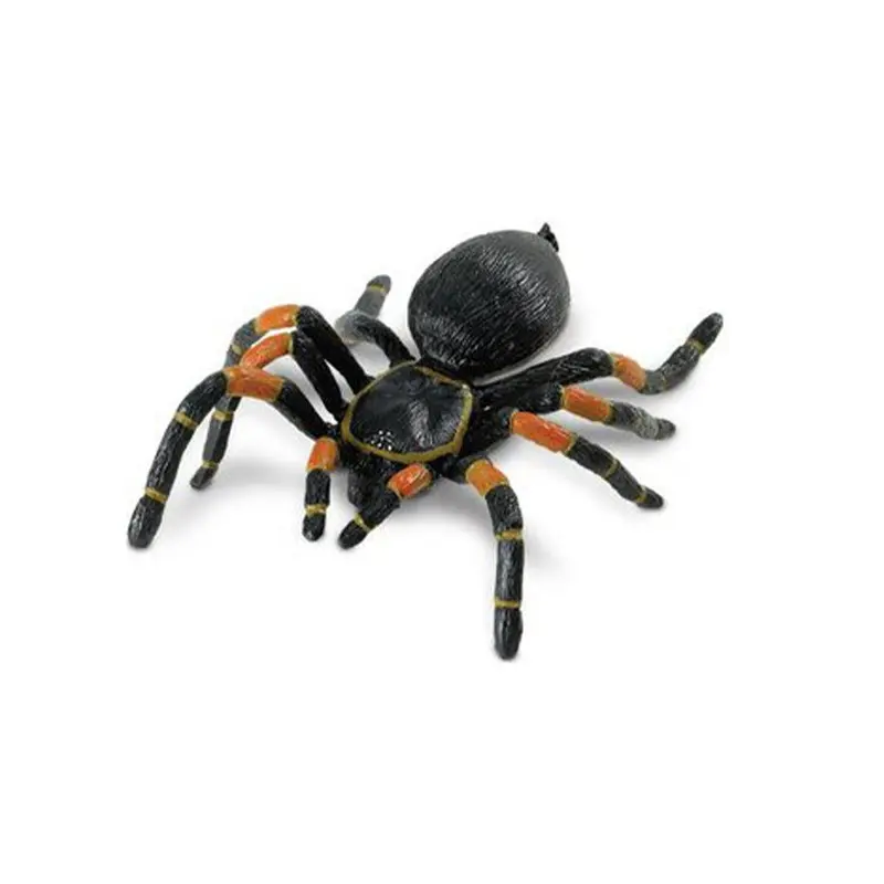 Safari Orange kneed Tarantula